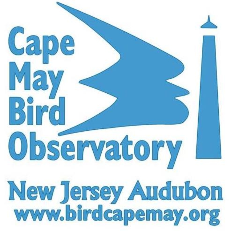 cape may bird observatory cape may bird observatory